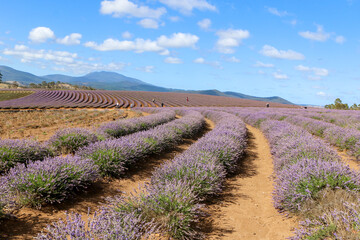 lavender field region