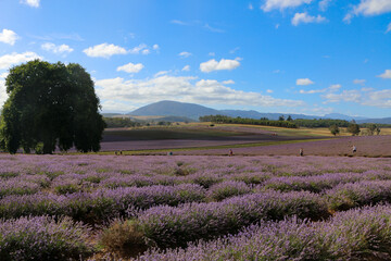 lavender field region