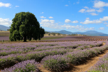 Fototapeta premium lavender field in region