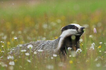European badger (Meles meles) peeks out from flower meadow. Cute wild animal in fresh spring rain. Wildlife scene from nature. Black and white striped forest animal. Habitat Europe, Asia. © Vaclav