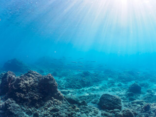 Fototapeta premium 岩場に集まる、美しいタイワンカマス（カマス科）他の群れ。日本国静岡県伊豆半島賀茂郡南伊豆町中木から渡し船で渡るヒリゾ浜にて。 2022年10月撮影。Beautiful a school of Yellowtail barracuda (Sphyraena obtusata) and others gather on a rocky beach. 