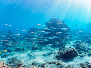 岩場に集まる、美しいタイワンカマス（カマス科）他の群れ。

日本国静岡県伊豆半島賀茂郡南伊豆町中木から渡し船で渡るヒリゾ浜にて。
2022年10月撮影。

Beautiful a school of Yellowtail barracuda (Sphyraena obtusata) and others gather on a rocky beach.
