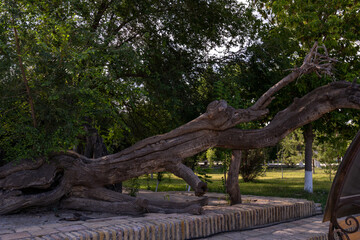 A large tree trunk is lying on the ground in a park. The trunk is surrounded by a few smaller trees and bushes. The scene has a peaceful and serene atmosphere, with the trees providing a sense of calm