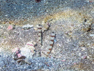 砂地で三者共生する、ダテハゼ、ハナハゼ（ハゼ科）、ニシキテッポウエビ（テッポウエビ科）。

日本国静岡県伊豆半島賀茂郡南伊豆町中木から渡し船で渡るヒリゾ浜にて。
2022年10月撮影。
Japanese Shrimp Goby (Amblyeleotris japonica), Blue Hana Goby (Ptereleotris hanae), and the Tiger Pistol Sh