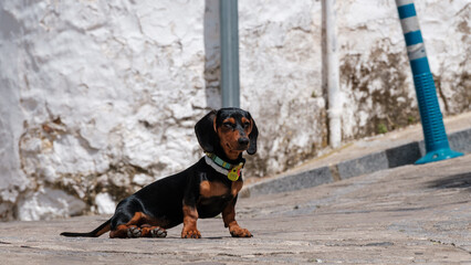 Mini and cute doberman in the street of Spain