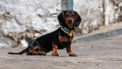 Mini and cute doberman in the street of Spain