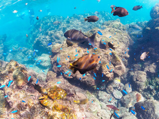 浅瀬に集う、美しいソラスズメダイ、セダカスズメダイ（スズメダイ科）、オヤビッチャ（スズメダイ科）他の群れ。

日本国静岡県伊豆半島賀茂郡南伊豆町中木から渡し船で渡るヒリゾ浜にて。
2022年10月撮影。
Heavenly Damselfish (Pomacentrus coelestis), Japanese gregory (Stegastes altus), Sergeant Major (A