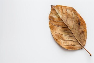 Fototapeta premium A close-up shot of a single dried leaf centered on a stark white background, emphasizing its texture and veins.
