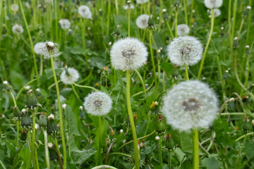 Meadow with white dandelions on green grass