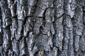 Gray bark of a tree with a three-dimensional relief pattern close-up