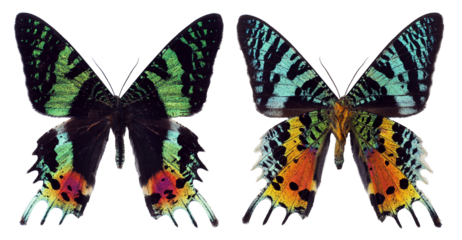 Green red colorful butterfly Urania ripheus Sunset Moth unusual form back side isolated on transparent, close-up, macro. Design element. Lepidoptera, collection butterflies, insects.