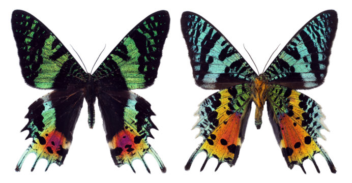 Green red colorful butterfly Urania ripheus Sunset Moth unusual form back side isolated on transparent, close-up, macro. Design element. Lepidoptera, collection butterflies, insects.