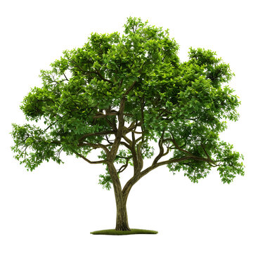 lush green tree isolated png transparent background