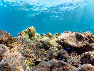 美しいエンタクミドリイシ（ミドリイシ科）、フタマタハマサンゴ（ハマサンゴ科）等のサンゴの群生。

日本国静岡県伊豆半島賀茂郡南伊豆町中木から渡し船で渡るヒリゾ浜にて。
2022年10月撮影。

A beautiful colony of corals such as Acropora Solitaryensis and Porites Lutea.
