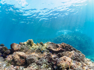 美しいエンタクミドリイシ（ミドリイシ科）、フタマタハマサンゴ（ハマサンゴ科）等のサンゴの群生。

日本国静岡県伊豆半島賀茂郡南伊豆町中木から渡し船で渡るヒリゾ浜にて。
2022年10月撮影。

A beautiful colony of corals such as Acropora Solitaryensis and Porites Lutea.
