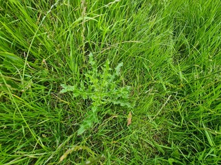 grüne Wiese in Einhaus, einem kleinen Dorf in Schleswig - Holstein / Deutschland