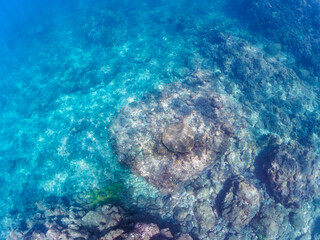 美しいエンタクミドリイシ（ミドリイシ科）、フタマタハマサンゴ（ハマサンゴ科）等のサンゴの群生。

日本国静岡県伊豆半島賀茂郡南伊豆町中木から渡し船で渡るヒリゾ浜にて。
2022年10月撮影。

A beautiful colony of corals such as Acropora Solitaryensis and Porites Lutea.
