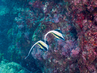 美しいツノダシ（ツノダシ科）の小群。

日本国静岡県伊豆半島賀茂郡南伊豆町中木から渡し船で渡るヒリゾ浜にて。
2022年10月撮影。

A small school of the Beautiful Moorish Idol (Zanclus cornutus). 
