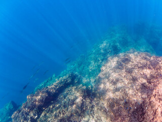キビナゴの大群を襲う迫力あるカンパチとツムブリ（アジ科）の群れ。

日本国静岡県伊豆半島賀茂郡南伊豆町中木から渡し船で渡るヒリゾ浜にて。
2022年10月撮影。

Greater Amberjack (Seriola dumerili) Rainbow Runner (Elagatis bipinnulata) Silver-Stripe Round Herrings (Spratelloides
