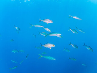 キビナゴの大群を襲う迫力あるカンパチとツムブリ（アジ科）の群れ。

日本国静岡県伊豆半島賀茂郡南伊豆町中木から渡し船で渡るヒリゾ浜にて。
2022年10月撮影。

Greater Amberjack (Seriola dumerili) Rainbow Runner (Elagatis bipinnulata) Silver-Stripe Round Herrings (Spratelloides