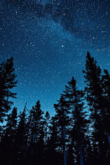 night sky with stars and trees