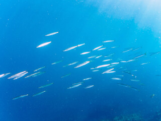 キビナゴの大群を襲う迫力あるタイワンカマス（カマス科）他の群れ。

日本国静岡県伊豆半島賀茂郡南伊豆町中木から渡し船で渡るヒリゾ浜にて。
2022年10月撮影。
Yellowtail barracuda (Sphyraena obtusata) attacking a Silver-Stripe Round Herrings (Spratelloides gracilis).
