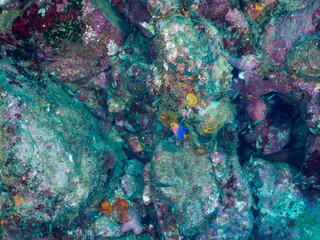 日本固有種の可愛いレンテンヤッコ（キンチャクダイ科）の幼魚他。

日本国静岡県伊豆半島賀茂郡南伊豆町中木から渡し船で渡るヒリゾ浜にて。
2022年10月撮影。

A lovely juvenile of the Japanese endemic Japanese angelfish (Centropyge interruptus) and others.
