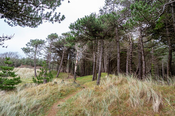 The forest at Murvagh in County Donegal, Ireland