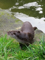Loutre