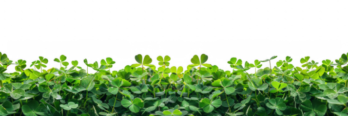 Field of Green Clover Plants