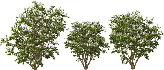 bush multiflorous double shield white blooming hq arch viz plant tree