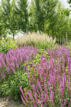 Salvia nemorosa Amethyst Steppensalbei