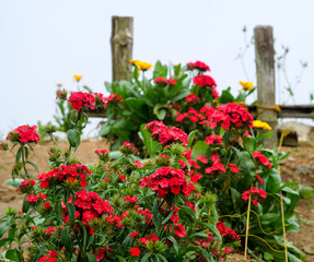 “Dianthus Barbatus” in Northern Blossoms garden in Atok Benguet Philippines.