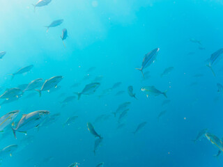 キビナゴの大群を襲う迫力あるカンパチとツムブリ（アジ科）の群れ。

日本国静岡県伊豆半島賀茂郡南伊豆町中木から渡し船で渡るヒリゾ浜にて。
2022年10月撮影。

Greater Amberjack (Seriola dumerili) Rainbow Runner (Elagatis bipinnulata) Silver-Stripe Round Herrings (Spratelloides