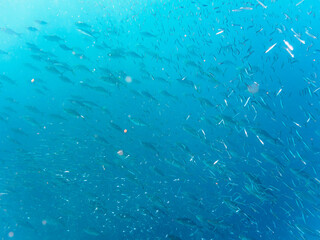 キビナゴの大群を襲う迫力あるカンパチとツムブリ（アジ科）の群れ。

日本国静岡県伊豆半島賀茂郡南伊豆町中木から渡し船で渡るヒリゾ浜にて。
2022年10月撮影。

Greater Amberjack (Seriola dumerili) Rainbow Runner (Elagatis bipinnulata) Silver-Stripe Round Herrings (Spratelloides
