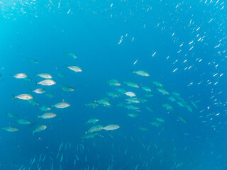 キビナゴの大群を襲う迫力あるカンパチとツムブリ（アジ科）の群れ。

日本国静岡県伊豆半島賀茂郡南伊豆町中木から渡し船で渡るヒリゾ浜にて。
2022年10月撮影。

Greater Amberjack (Seriola dumerili) Rainbow Runner (Elagatis bipinnulata) Silver-Stripe Round Herrings (Spratelloides