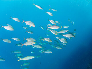 キビナゴの大群を襲う迫力あるカンパチとツムブリ（アジ科）の群れ。

日本国静岡県伊豆半島賀茂郡南伊豆町中木から渡し船で渡るヒリゾ浜にて。
2022年10月撮影。

Greater Amberjack (Seriola dumerili) Rainbow Runner (Elagatis bipinnulata) Silver-Stripe Round Herrings (Spratelloides