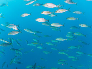 キビナゴの大群を襲う迫力あるカンパチとツムブリ（アジ科）の群れ。

日本国静岡県伊豆半島賀茂郡南伊豆町中木から渡し船で渡るヒリゾ浜にて。
2022年10月撮影。

Greater Amberjack (Seriola dumerili) Rainbow Runner (Elagatis bipinnulata) Silver-Stripe Round Herrings (Spratelloides