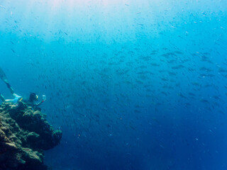 キビナゴの大群を襲う迫力あるカンパチとツムブリ（アジ科）の群れ。
撮影するスキンダイバーもいる。

日本国静岡県伊豆半島賀茂郡南伊豆町中木から渡し船で渡るヒリゾ浜にて。
2022年10月撮影。

Greater Amberjack (Seriola dumerili) Rainbow Runner (Elagatis bipinnulata) Silver-Stripe Round Herring