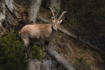 Alpine ibex in a dense forest