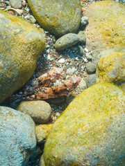 岩の間にいる、美しいキヌカジカ（フサカサゴ科）。

日本国静岡県伊豆半島賀茂郡南伊豆町中木から渡し船で渡るヒリゾ浜にて。
2022年10月撮影。

A beautiful Silk Sculpin (Furcina osimae) among rocks.
