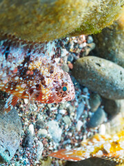 岩の間にいる、美しいキヌカジカ（フサカサゴ科）。

日本国静岡県伊豆半島賀茂郡南伊豆町中木から渡し船で渡るヒリゾ浜にて。
2022年10月撮影。

A beautiful Silk Sculpin (Furcina osimae) among rocks.
