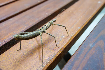 突然現れた大きく美しいニホントゲナナフシ（ナナフシ科）。

南伊豆の民宿。

日本国静岡県伊豆半島賀茂郡南伊豆町中木から渡し船で渡るヒリゾ浜にて。
2022年10月撮影。
