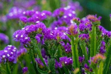 Sea lavender in Northern Blossoms garden in Atok Benguet Philippines.
