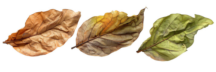 Naklejka premium Dried Tobacco Leaves