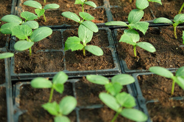Young cucumber seedlings growing in plastic pots, containers. Gardening concept. Seedling ready to be planted in ground from garden tray. Young sprouts. Growing from seeds. Healthy food production.