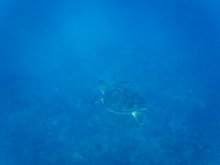 Obraz premium ゆったり泳ぐ美しく大きなアオウミガメ（ウミガメ科）。日本国静岡県伊豆半島賀茂郡南伊豆町中木から渡し船で渡るヒリゾ浜にて。 2022年10月撮影。The Beautiful and large green sea turtle (Chelonia mydas, family Turtles) swims leisurely. 