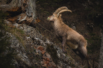 Alpine ibex in a dense forest