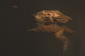 Common toad mating - amplexus