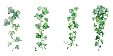 watercolor ivy plants clipart, simple and clean, white background